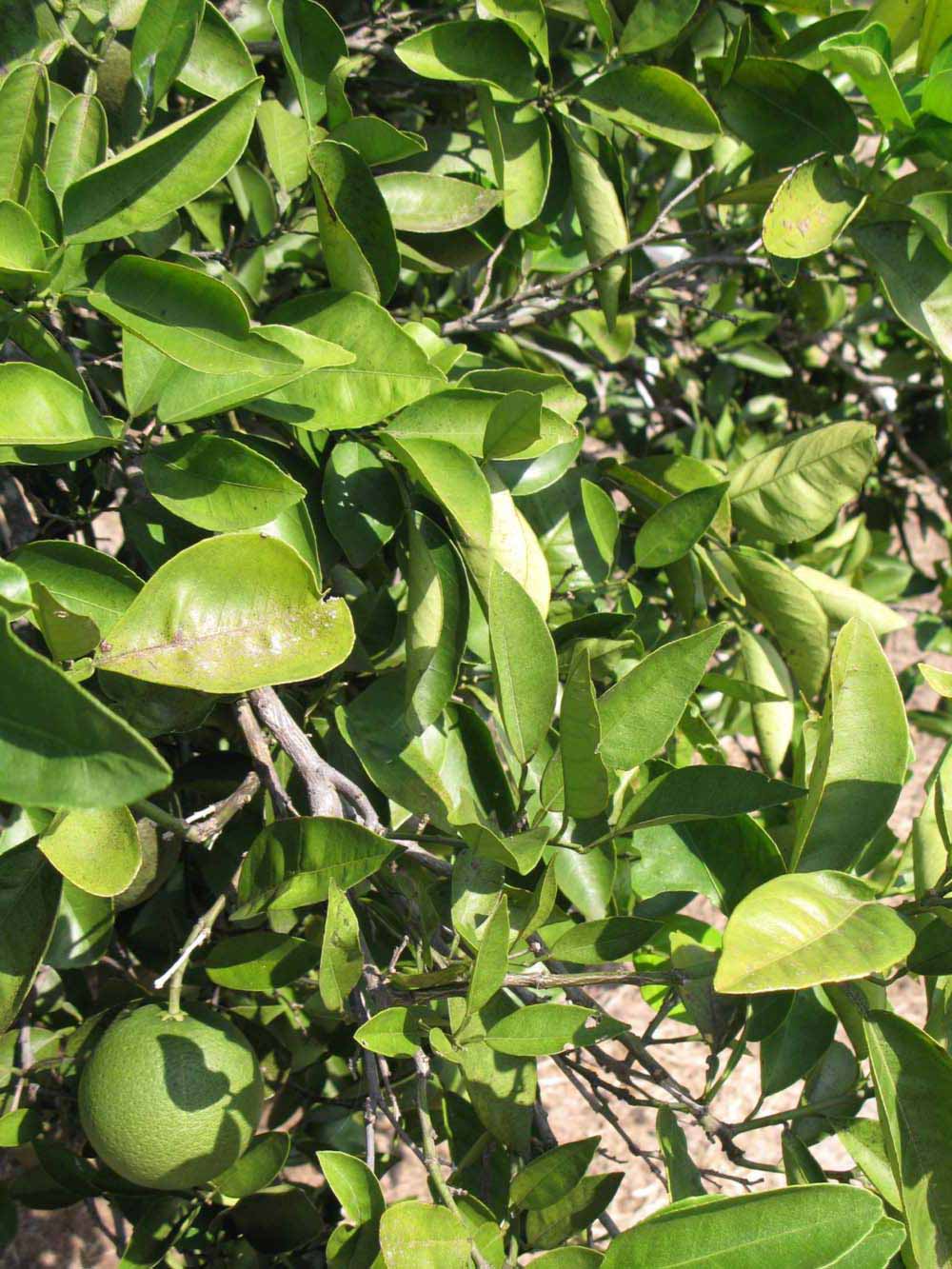              Sun leaves (Winter Haven, FL)       